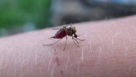 No disease is deadlier in Africa than malaria. Trump’s US aid cuts weaken the fight against it – ABC News