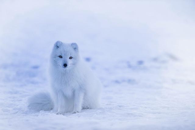 The Future of Arctic Shipping Amidst Evolving Geopolitical Tensions