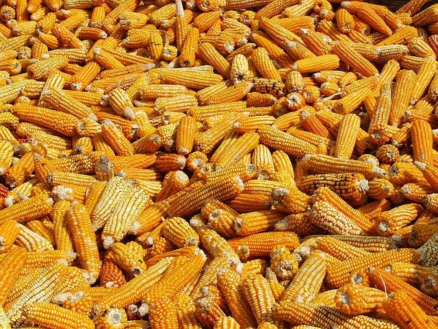 Enhancing Food Security: The Impact of Bayer's New Facility on Local Communities