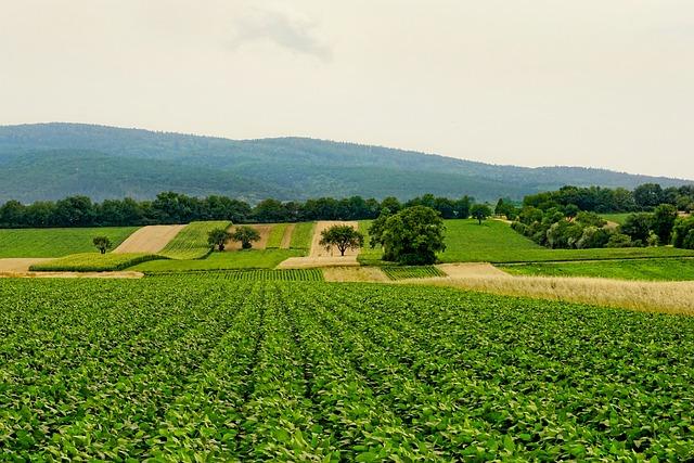 Future Implications for Eritrean Agriculture and Trade