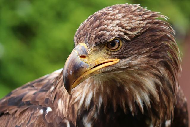 Rescued golden eagle takes flight again in Tunisia – FRANCE 24 English