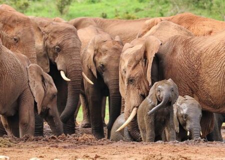 New Study Reveals Dramatic Decline in Africa’s Elephants – African Travel and Tourism Association