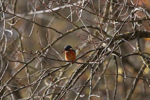 Preserving Biodiversity Amidst Human Activity