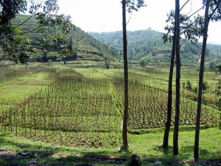 A propos – Rwanda’s claim of FDLR threat is not credible, DR Congo expert says – FRANCE 24 English