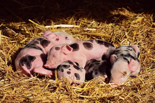 Figure 1. Estimated number of pigs in the East African countries of… – ResearchGate Figure 1. Estimated number of pigs in the East African countries of… – ResearchGate