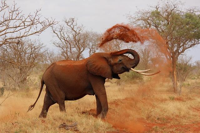 How Tourism Could Actually Help African Wildlife in One of Kenya’s Important National Reserves – CounterPunch