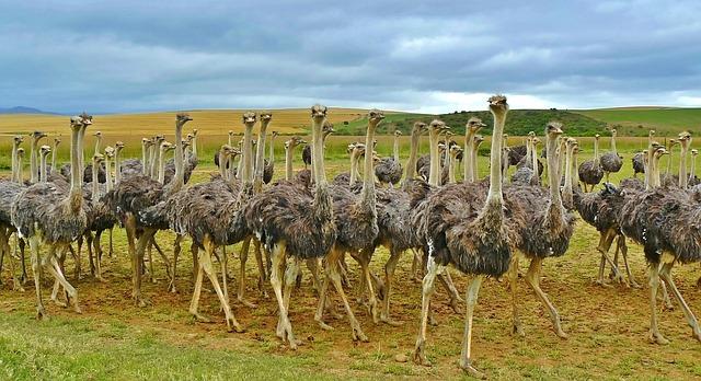 the Role of the⁢ Southern African Development Community in Resolving Political Turmoil