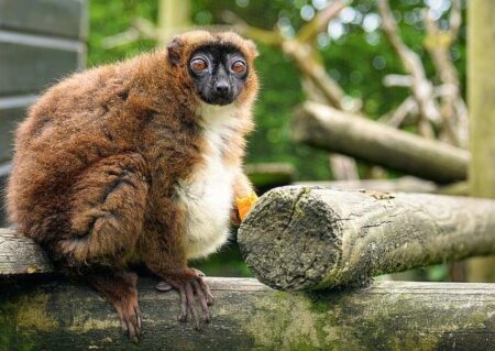 Africa Tourism News: Why Madagascar’s Unique Wildlife, Baobab Trees, and Lemurs Remain Hidden Gems Despite Pandemic Challenges? – Travel And Tour World