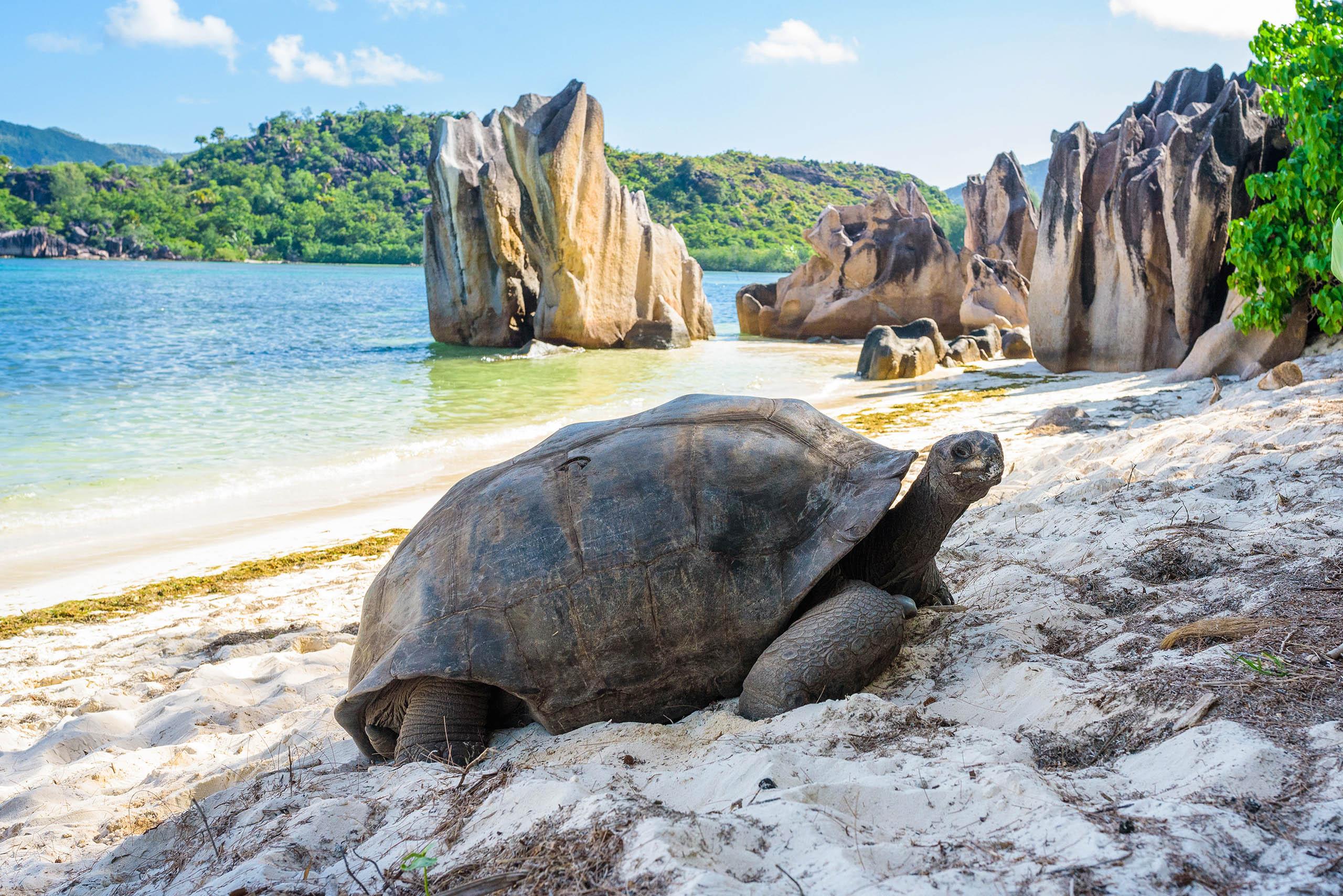 Understanding the Implications for Justice and Law Enforcement in Seychelles
