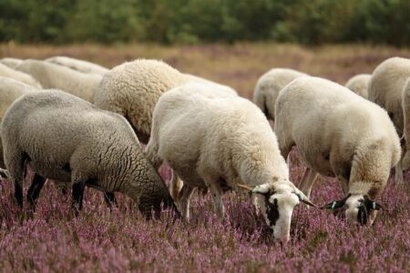 Sheep Shipments to Algeria – God’s World News