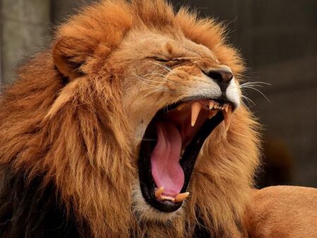 African Lion 2024 goes live in Ghana – United States Army