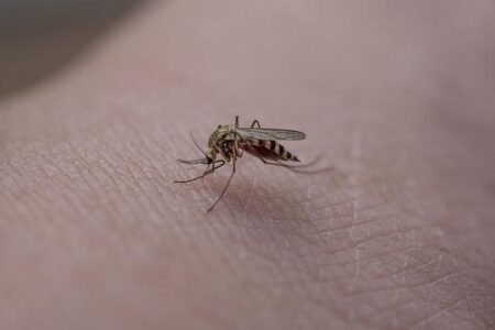 Genetic Modification of Mosquitos: A Potential Breakthrough in the Fight Against Malaria – Africanews English