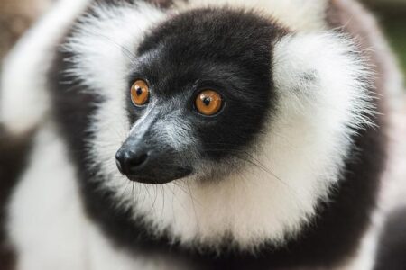 Why Madagascar: Escape 2 Africa Is the Best in the Series – MovieWeb