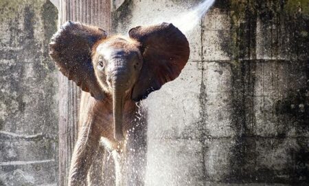 Vantara to welcome 3 African elephants from Tunisia to experience new life of care and compassion – The Times of India