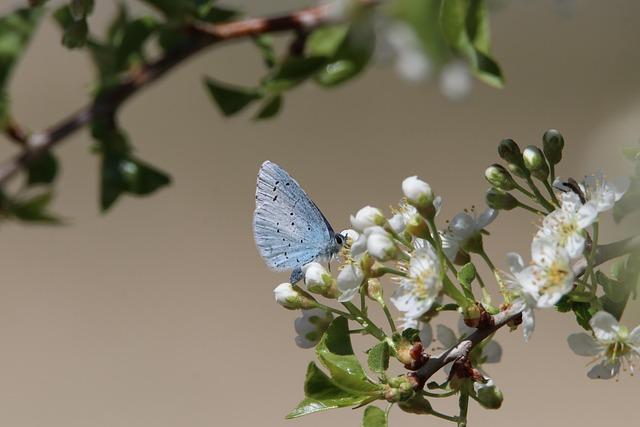 Impacts on Biodiversity and Local Communities Through Sustainable Practices