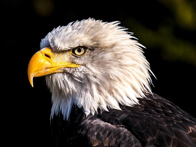 Future Implications:‍ What‌ a Victory ⁢Means for the Super⁤ Eagles'‌ Aspirations