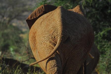 Vantara to provide home for three African elephants rescued from Tunisia zoo – CNBCTV18