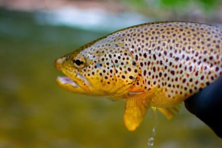 The “biggest trout farm in Africa” and the failed R5,000 community fund – GroundUp news