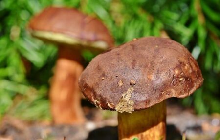 Shock Move As Department Of Health Quietly Bans Cannabis Edibles – 2oceansvibe News
