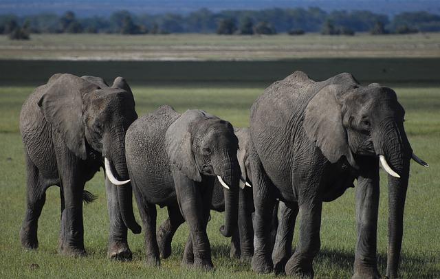 Ecotourism Opportunities in Gambia’s National Parks