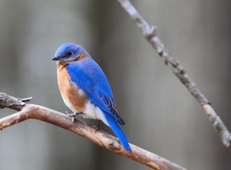 M23 Advances In Eastern DRC Could Draw Neighbors Into The Fight – Analysis – Eurasia Review