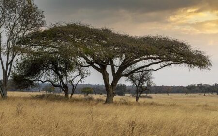 How is Zimbabwe responding to persistent drought-related hunger? – BBC.com