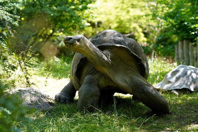 Wave of Arrests Targets Key Players in Madagascar's Tortoise Trafficking Network