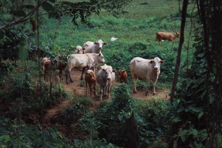 Fauna / Boko Haram rustles cattle for survival in Lake Chad Basin – ENACT Africa