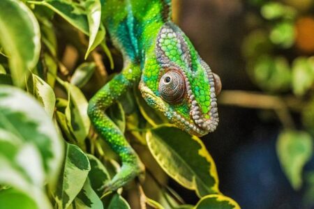 Madagascar’s First Caviar Producer Transforms Luxury Food Industry – Africa.com