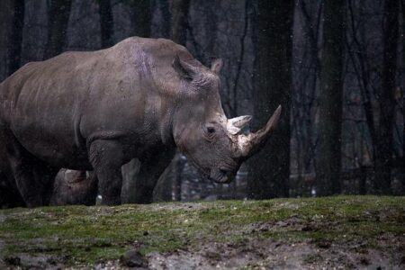 ‘We will not fail them this time’: Tanzania seeks to revive wiped out white rhinos – Anadolu Agency | English