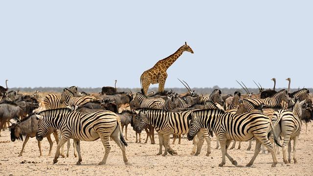 The‌ Implications of‌ the​ Draw for the 2025 africa Cup of Nations ⁢Landscape