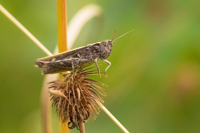 Significance of Rediscovered Species in Restoring Ecosystem Balance