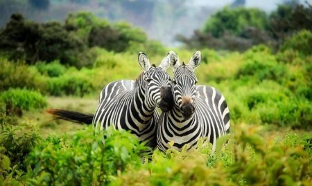 Kenya’s Green Leadership: Shaping Africa’s Climate Future – Center for Strategic & International Studies
