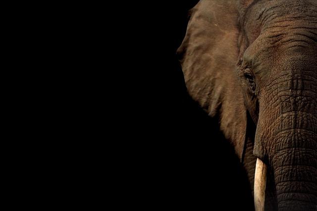 Delegates from African countries meet to discuss trade in live elephants – Voice of America Delegates from African countries meet to discuss trade in live elephants – Voice of America