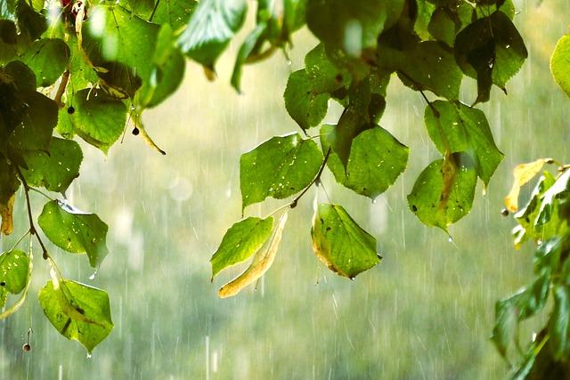 Heavy rains in Lake Chad Basin leave hundreds dead across countries – Mongabay.com Heavy rains in Lake Chad Basin leave hundreds dead across countries – Mongabay.com