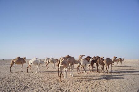 Mauritanians slam curbs on linguistic diversity as President Ghazouani seeks reelection – FRANCE 24 English