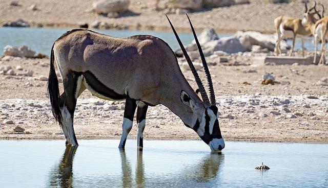 The Future of Namibia's Geopolitical Alignment in a Multipolar World