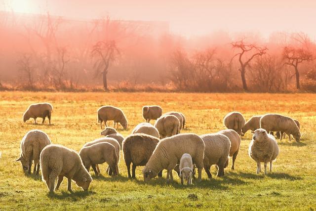 Expert Recommendations for Long-Term solutions to Livestock Shortages