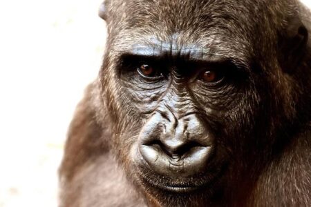 Beyond gorillas: Rwanda and its pursuit of high value, low impact tourism – Web In Travel