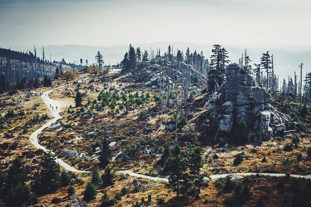 Government Policies and International Support for Reforestation