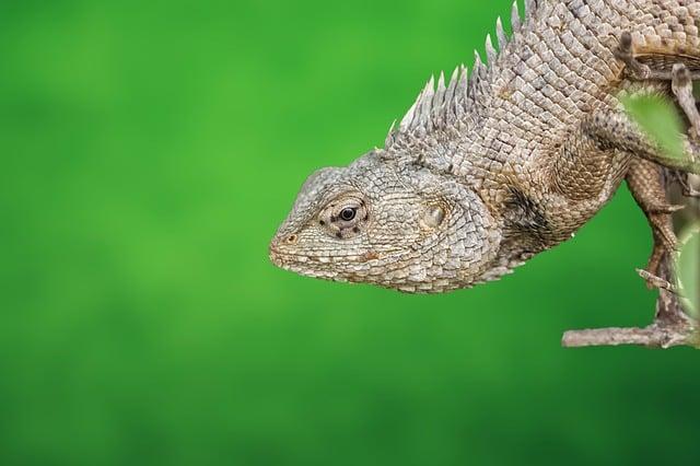 Unique Ecosystems and rich Biodiversity