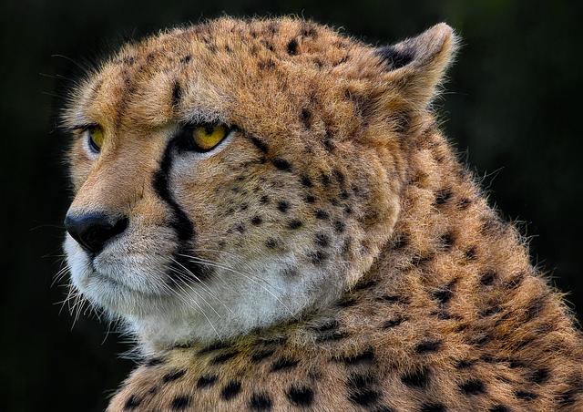 Fan Support: ‍the ​Role of Cheetahs' Faithful in Durban