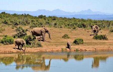 Families of two South Africans detained in Equatorial Guinea urge government to intensify diplomatic efforts – EWN