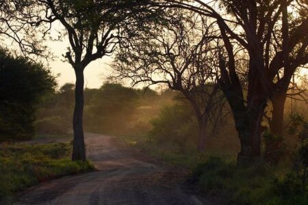 Experience Authentic Africa with African Bush Camps – African Travel and Tourism Association