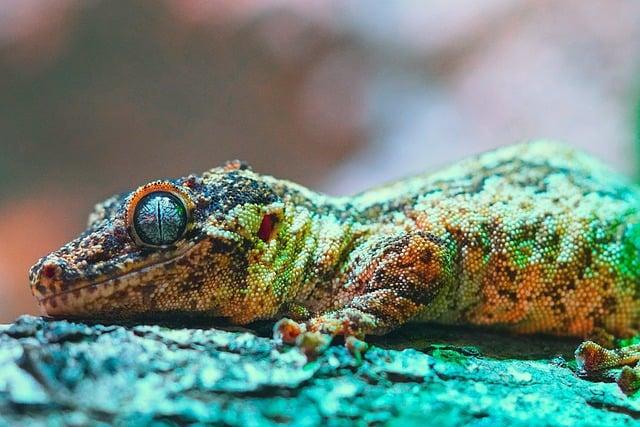 Future Prospects for Biodiversity and Climate Resilience
