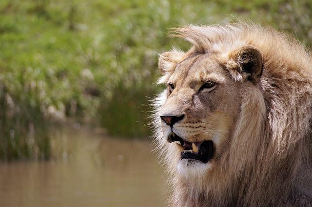 Wildlife Adventures Unforgettable Safari Experiences in South africa