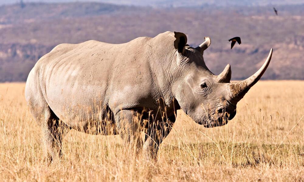White Rhinos Begin New Chapter in Tanzania Conservation Efforts