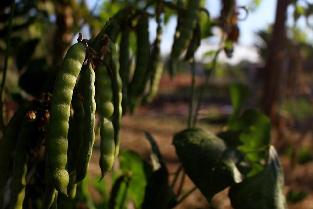Overview of the Historic Cassava and Nvidia Partnership