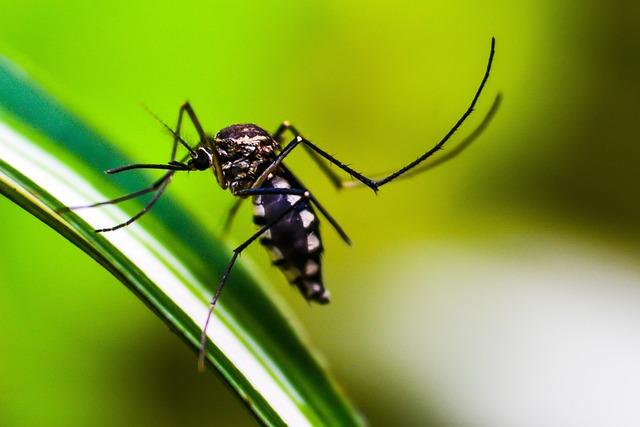 public Health Response: Strengthening Healthcare Infrastructure to Combat Malaria