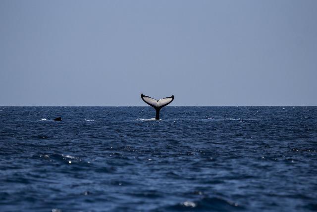 New Whale Research Center Aims to Enhance Understanding of Marine Mammals